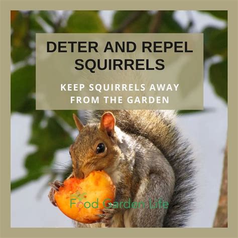 Squirrels Spoiling Your Garden? Here are 50+ Things You Can Do to Deter ...
