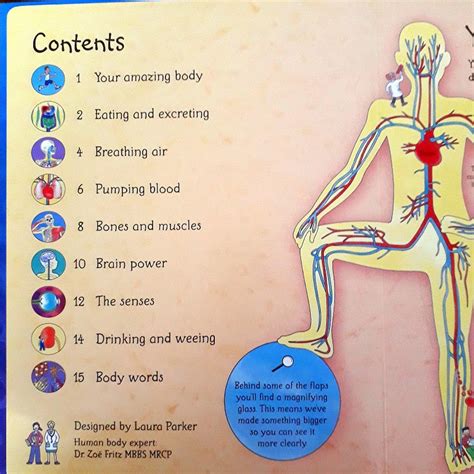See Inside Your Body (Usborne Flap Books) by Katie Daynes : Booksetgo ...