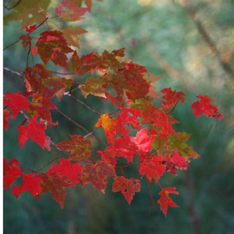 Autumn blew my thought's – Delhi Poetry Slam