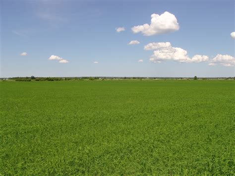 Image result for Linseed Field