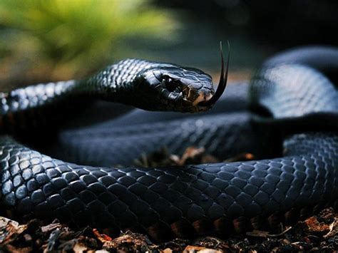 梦见一条大黑蛇是什么意思预兆 - 原版周公解梦大全