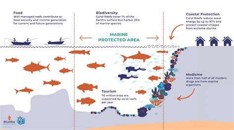 The Importance of Coral Reef Ecosystems - Dive Mindoro