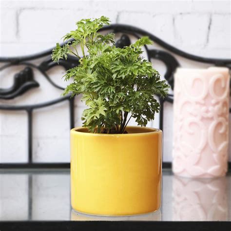 Ugaoo Pipe Yellow Ceramic Pot - 3.2 Inch : Amazon.in: Garden & Outdoors