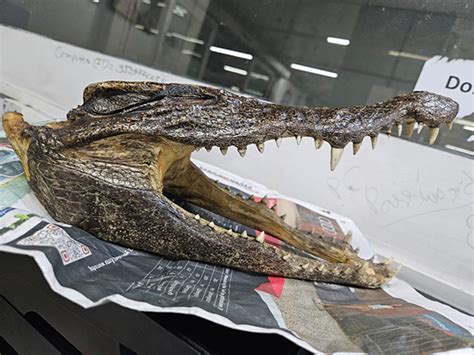 Canadian man arrested at Delhi Airport for smuggling crocodile skull