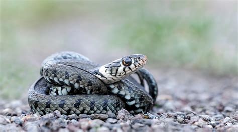 Natrix-Natrix (Forum für Naturfotografen)