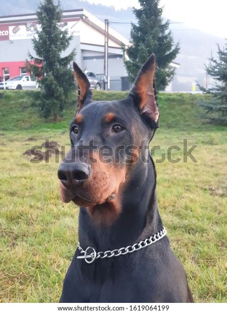 Doberman Scary 的图像结果