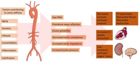 Aortic Elasticity and Cardiovascular Risk Stratification | Encyclopedia ...