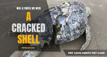 Image result for How to Fix a Broken Turtle Shell