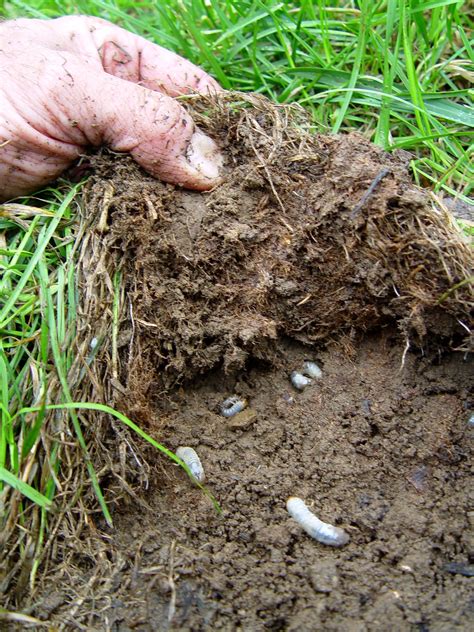 Grub Alert | Garden Housecalls