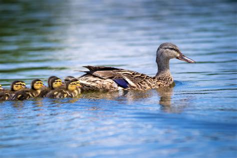 Groups of Ducks Have a Special Name, And There's More Than One!