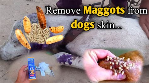 Image result for Dog Infested with Maggots