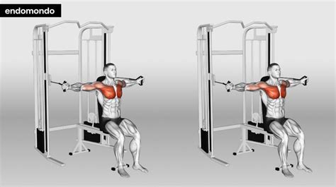 Image result for Chest Fly Machine Workout