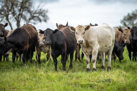 Agriculture field in africa beef cows in a field livestock herd grazing ...