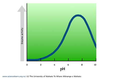 Enzyme activity and pH — Science Learning Hub