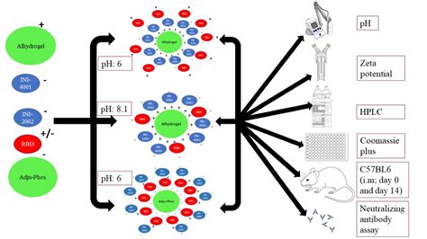 Co-delivery of Novel Synthetic TLR4 and TLR7/8 Ligands Adsorbed to ...