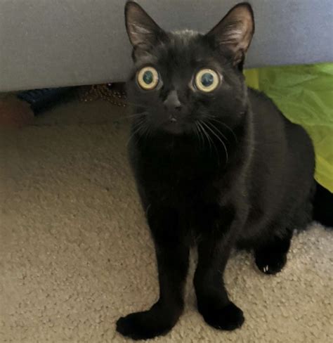 Image result for Alien Katze