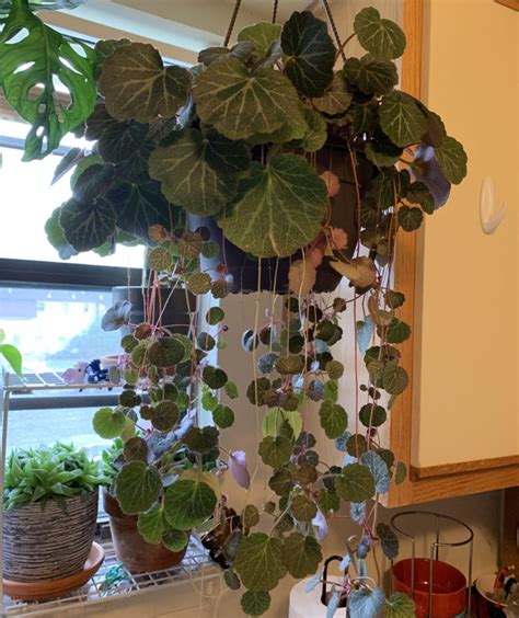 How to care for the gorgeous begonia maculata plant – Artofit