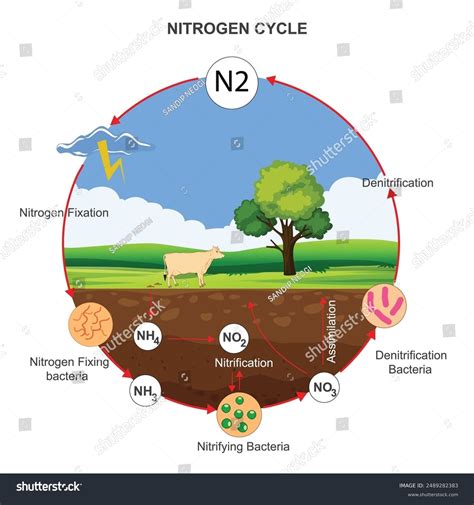 Easy Nitrogen Cycle The Nitrogen Cycle Diagram | Quizlet