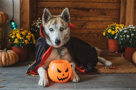 Male Dog Halloween Costumes