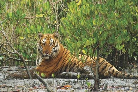 Sunderbans In West Bengal Under Severe Stress From Rising Sea Level ...