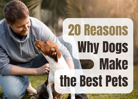 Is A Dog The Right Pet For Your Lifestyle?