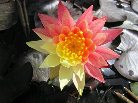 Water Lily ‘Wanvisa’ (Nymphaea ‘Wanvisa’) - Striking Variegated-Petal ...