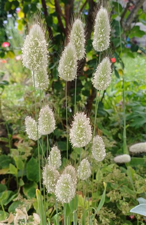 Bunny Tails - Lagurus ovatus