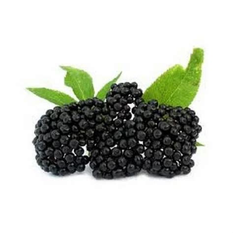 Organic Herbal Extracts - Elder Berry Extract Manufacturer from New Delhi