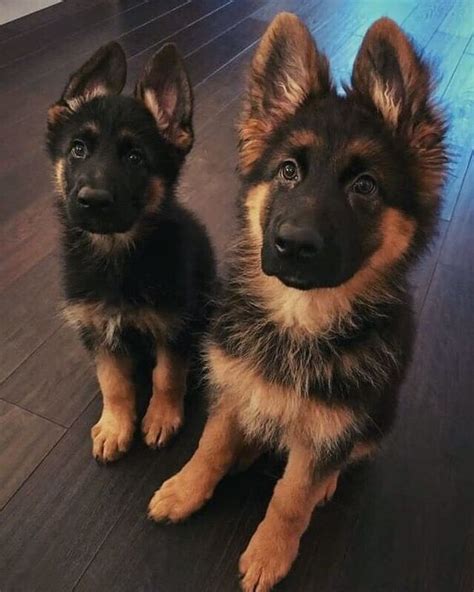 فروش ویژه توله ژرمن های شولاین و لانگ هیر – Artofit