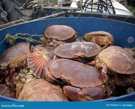 Live crabs and shellfish stock image. Image of fresh - 77625673