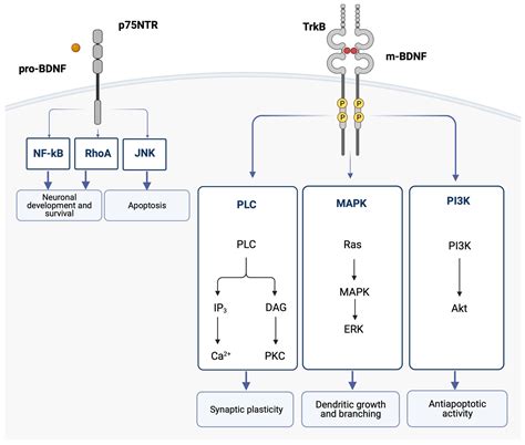 Image result for Bdmf Modulation