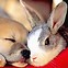 Image result for Cute Cats and Bunnies