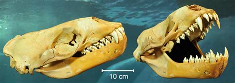 Leopard seals suck (and sieve) - LifeScienceToday