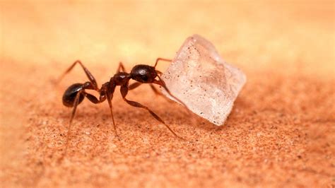 Common Sugar Ant Questions and steps to get rid of them