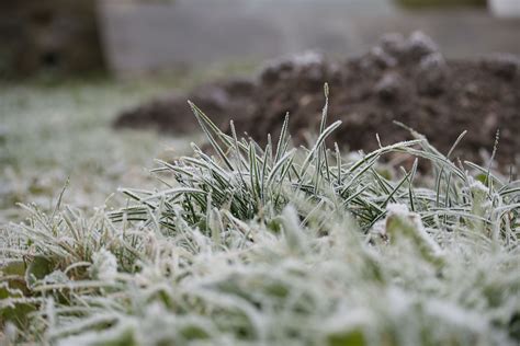 Unexpected Freeze Threatens Tennessee Yards, Here's How To Prepare Your Plants Tonight