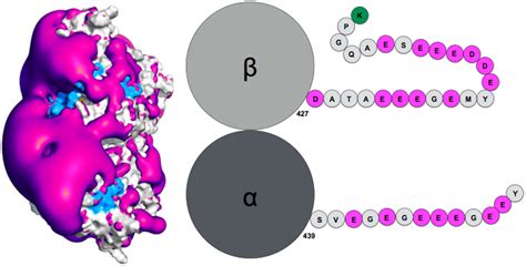 When Order Meets Disorder: Modeling and Function of the Protein ...