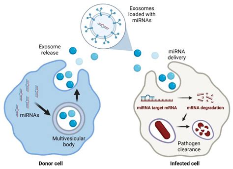 MicroRNAs in the Treatments against Human Bacterial Pathogens ...