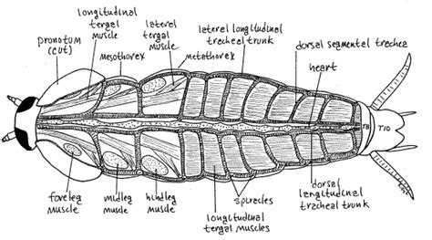 Dissection of Cockroach 的图像结果