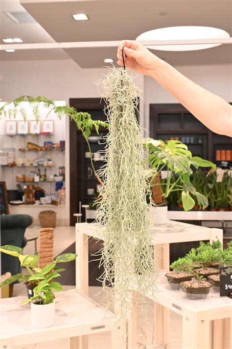 Spanish Moss – Lost in the Forrest