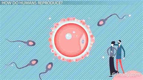 Image result for Human Reproduction SE