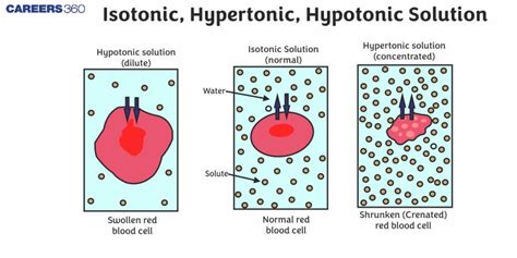 Image result for Isotonic Solution Examples