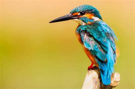 5 birds with the most unusual beaks