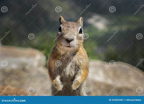 Curious Chipmunk Frontal Portrait Stock Image - Image of range, arizona: 255822981