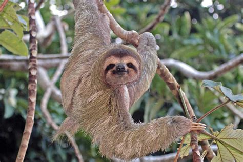 Large Animals In Costa Rica