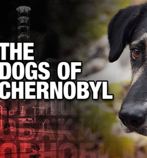 Doggo Radioactive 的图像结果