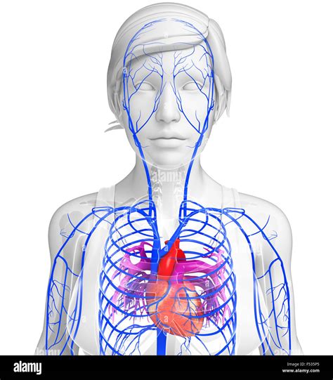 Science Human Body 的图像结果