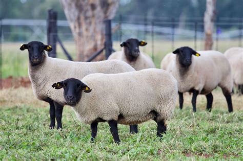 Suffolk Sheep Breeders - Hatari Farming