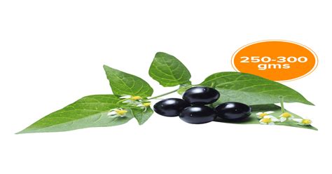 Buy Black Night Shade Leaves (Manathakkali Keerai) Online () At Best Price