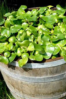 plante d eau jacinthe d eau planter et cultiver ooreka plante d eau jacinthe d eau planter et cultiver ooreka