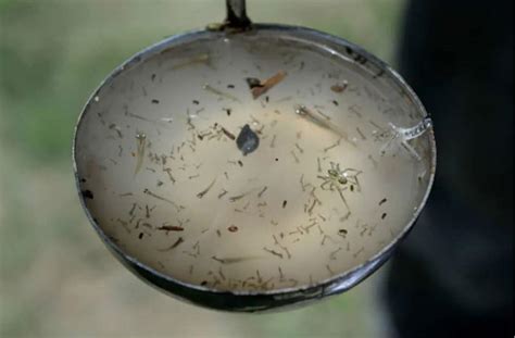 Dengue in UP : खतरनाक हो रहे हैं हालात, संगमनगरी में भी फैला डेंगू, अब ...